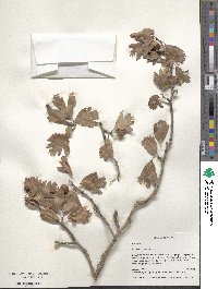 Crataegus azarolus image