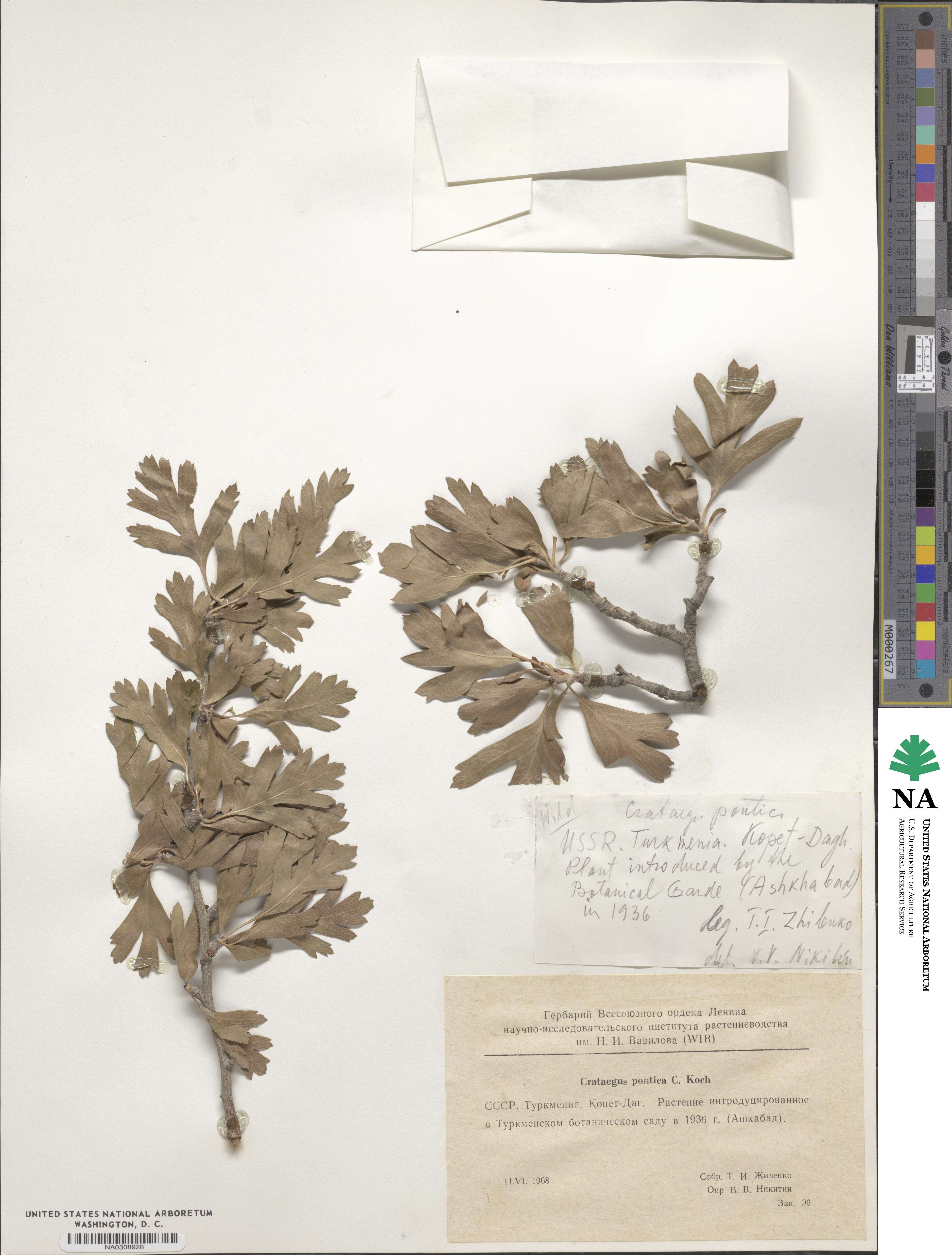 Crataegus azarolus var. pontica image