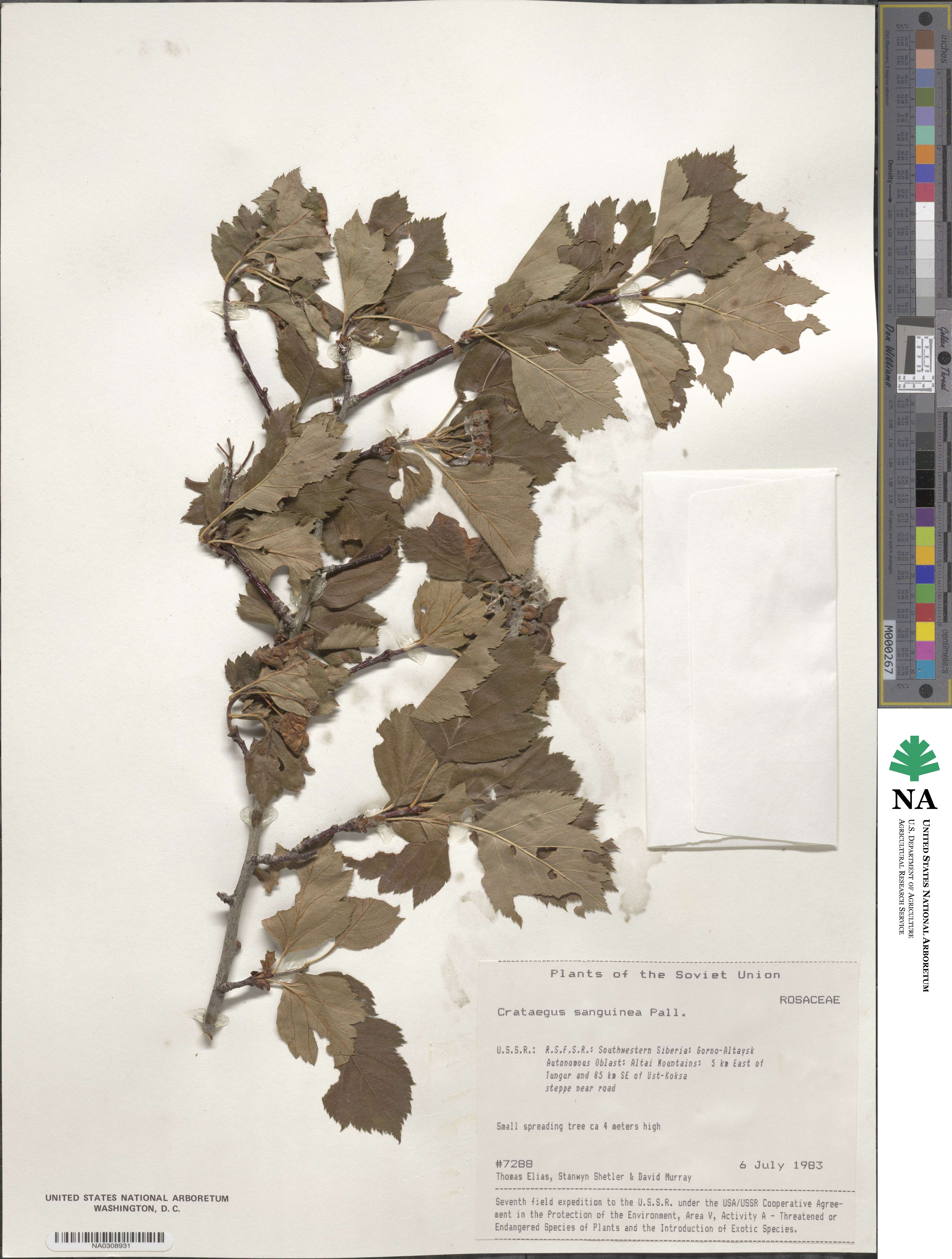 Crataegus sanguinea image