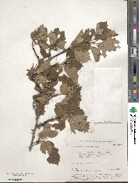 Crataegus sanguinea image