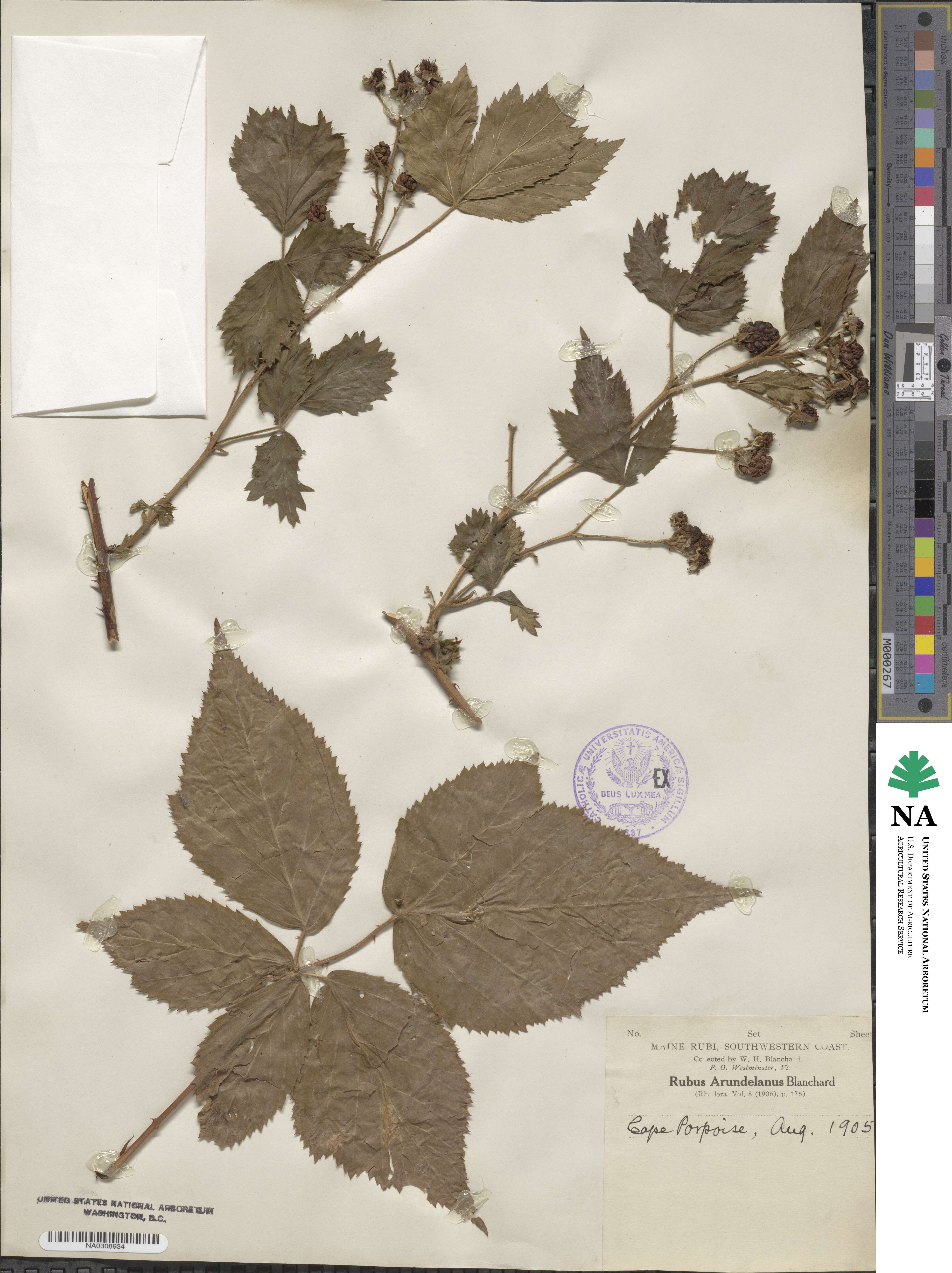 Rubus decumbens image