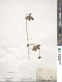 Potentilla reptans image