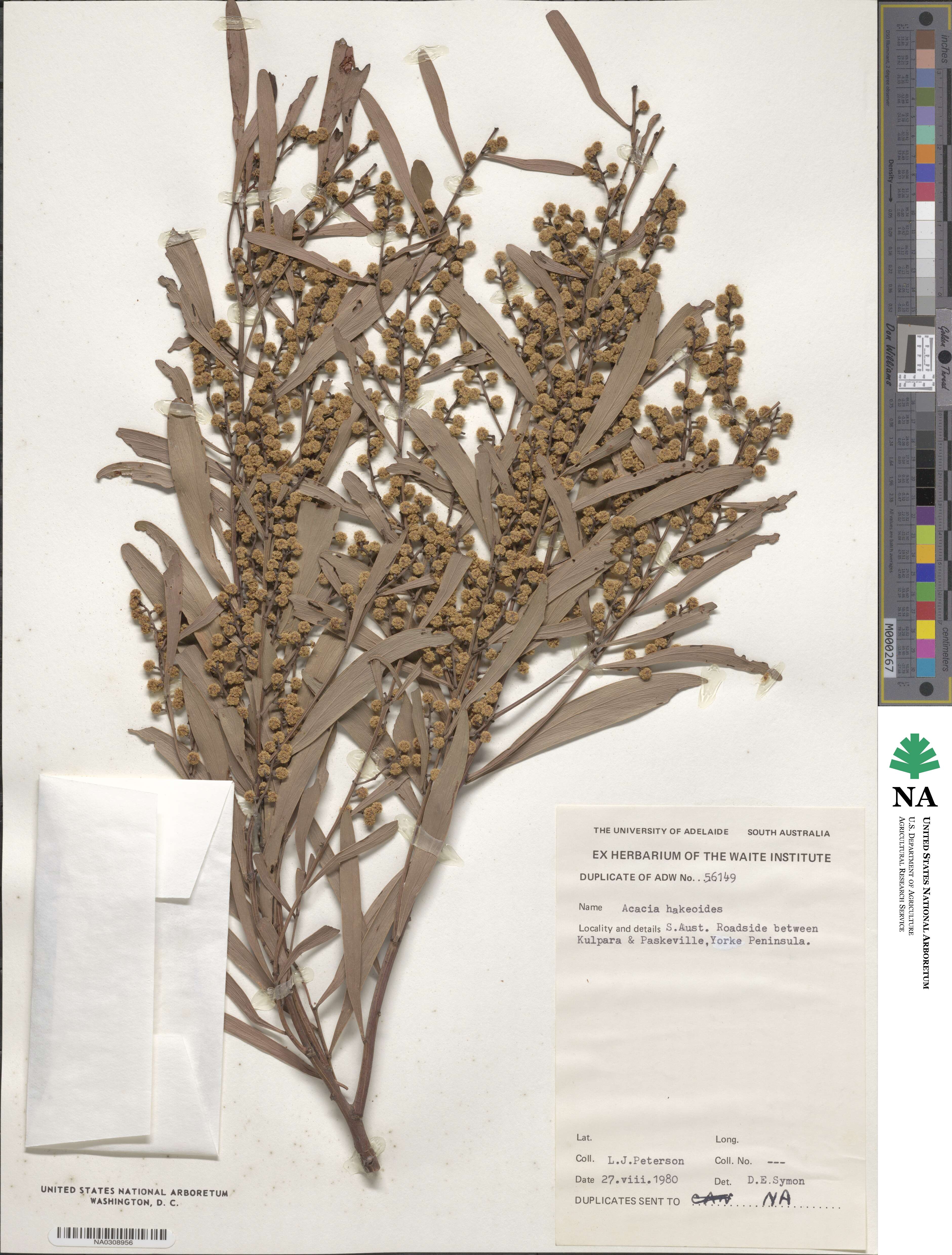 Acacia hakeoides image