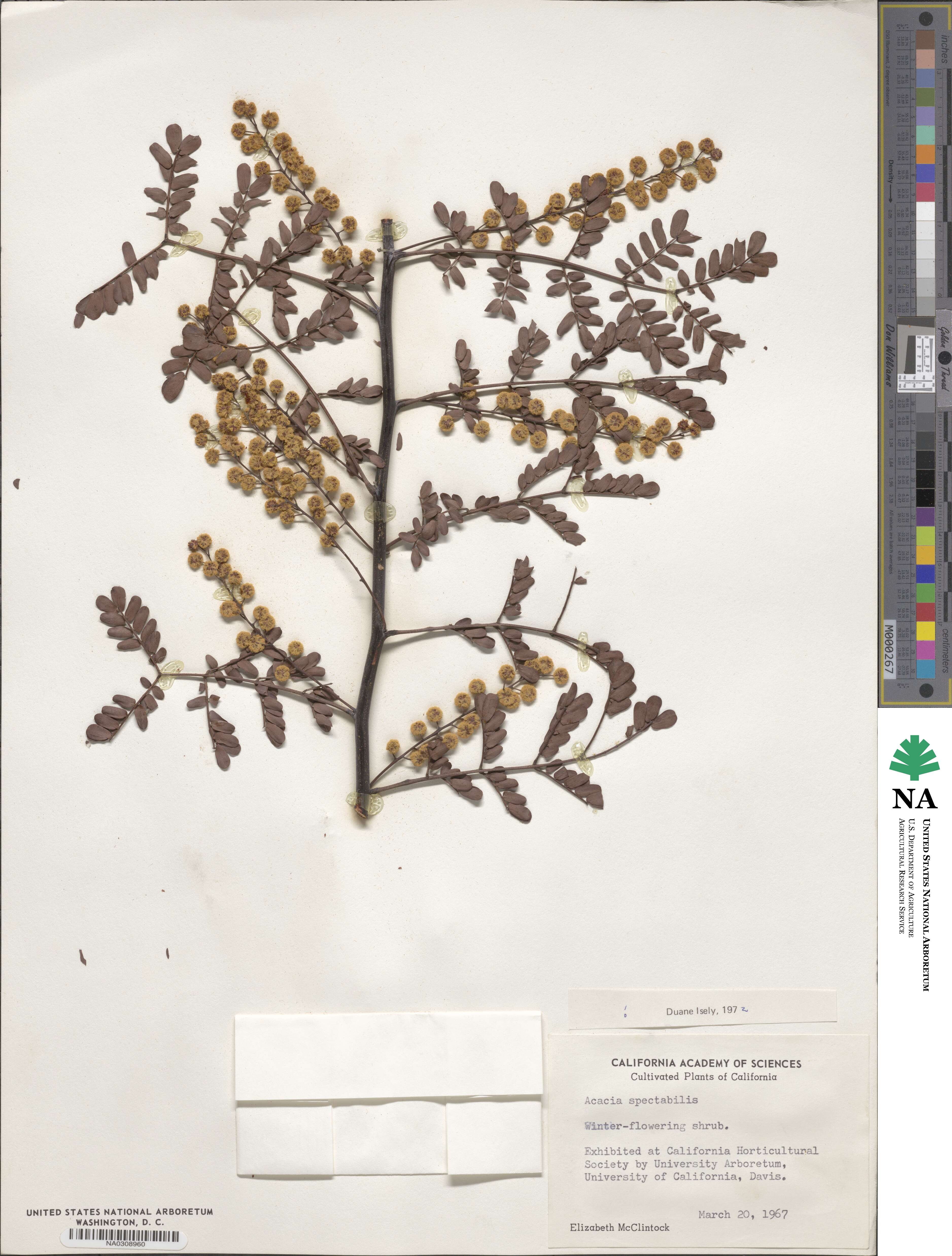 Acacia spectabilis image