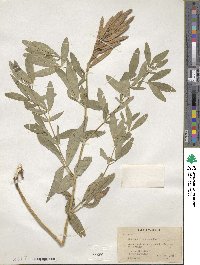 Image of Thermopsis montana