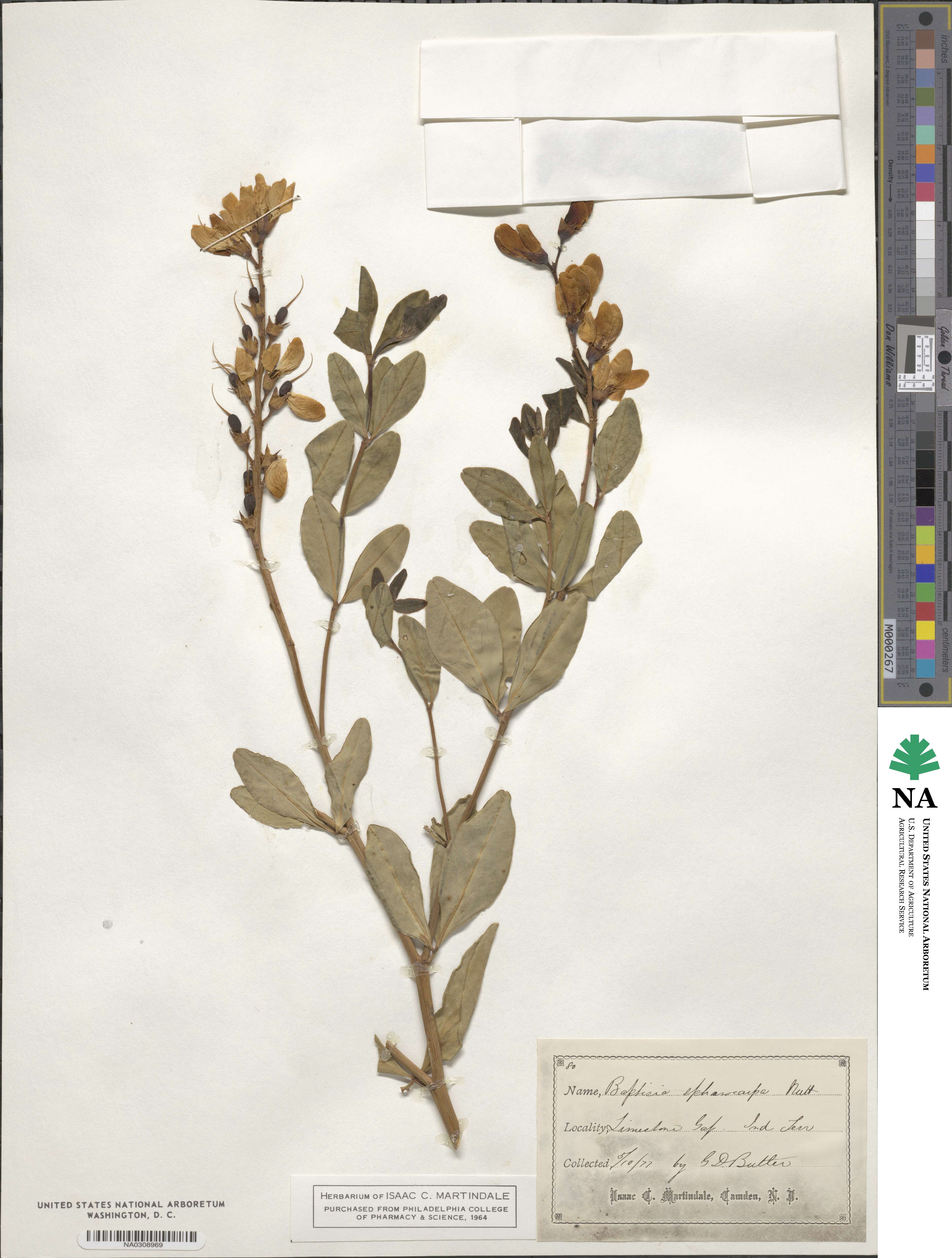 Baptisia sphaerocarpa image