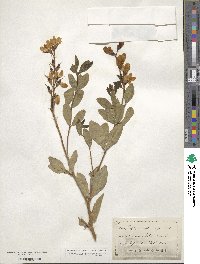 Baptisia sphaerocarpa image