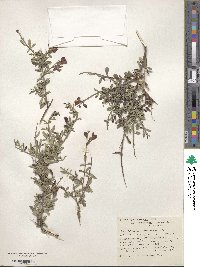 Pickeringia montana var. tomentosa image