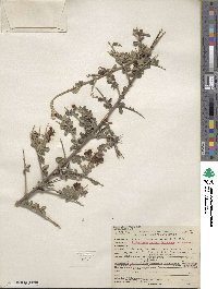 Pickeringia montana image