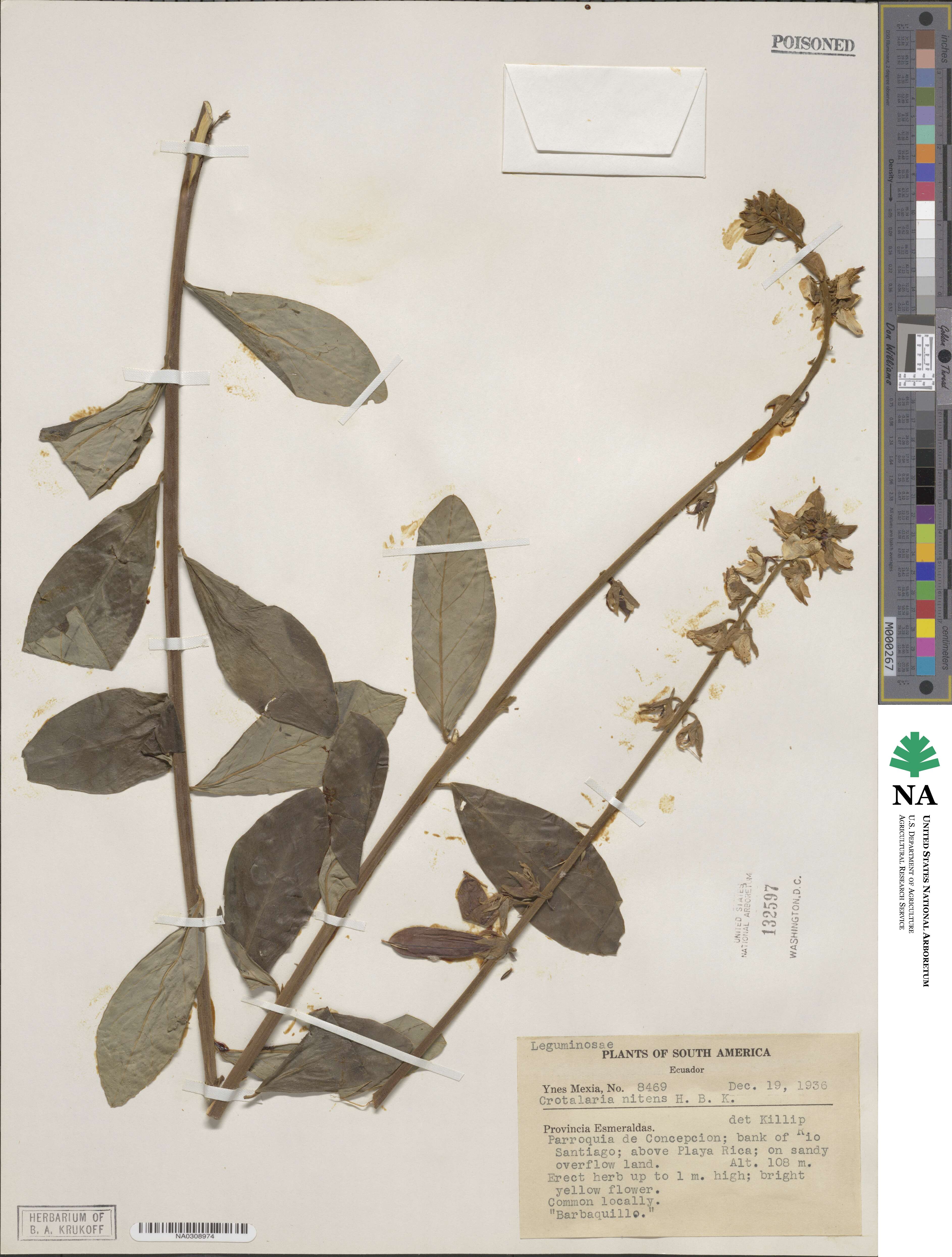 Crotalaria nitens image