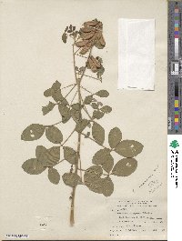 Crotalaria brevidens image