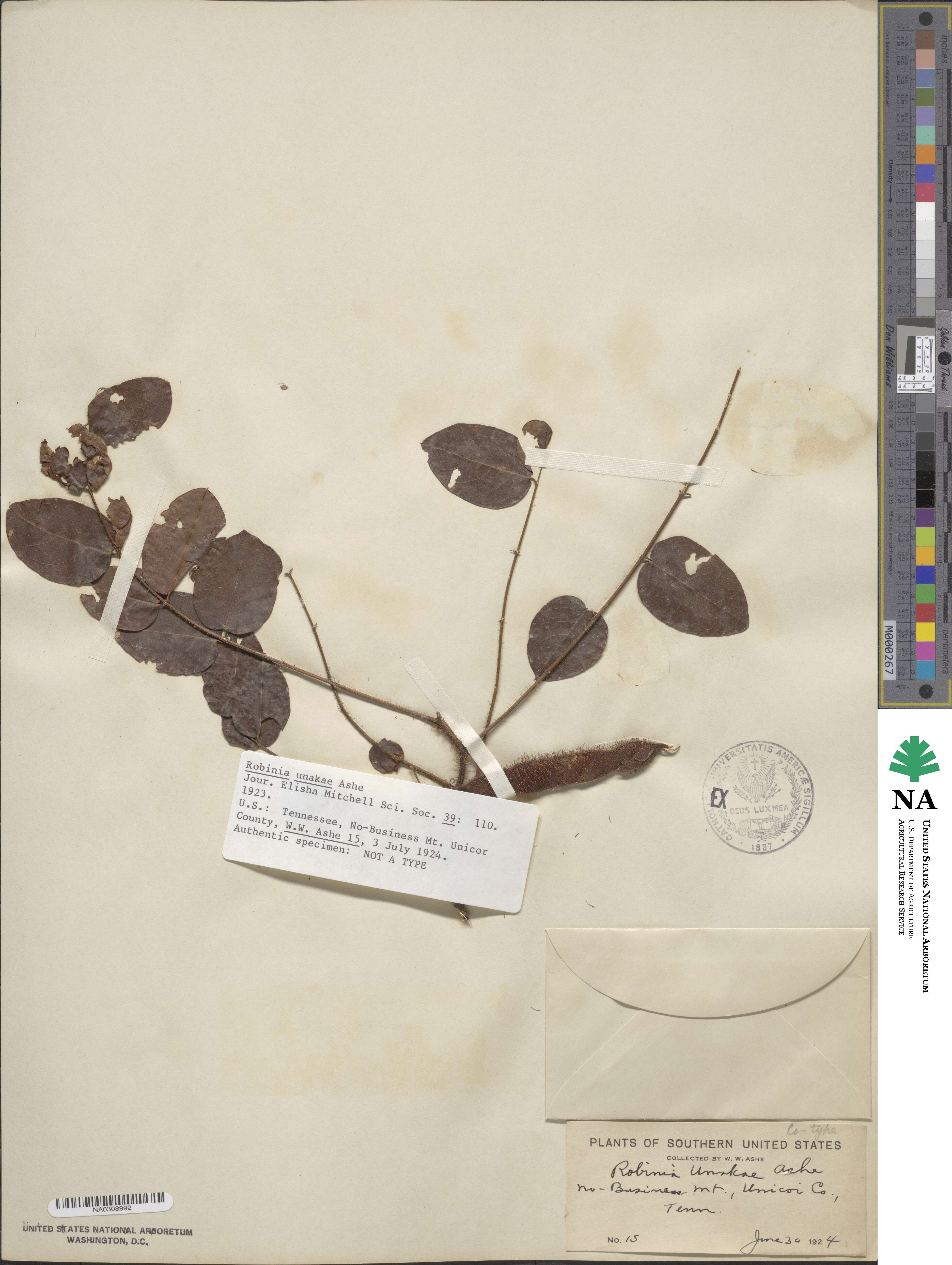 Robinia hispida var. fertilis image