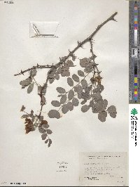 Robinia neomexicana var. rusbyi image