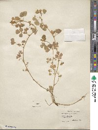 Medicago polymorpha image