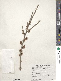 Hamamelis mollis image