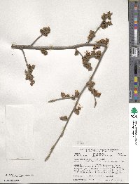 Hamamelis mollis image