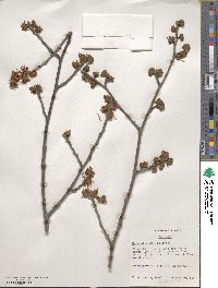 Hamamelis mollis image