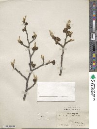 Hamamelis mollis image