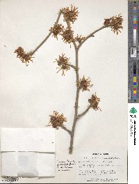 Hamamelis mollis image