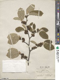 Hamamelis mollis image