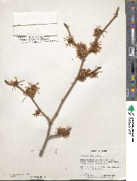 Hamamelis mollis image