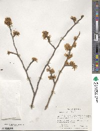 Hamamelis mollis image