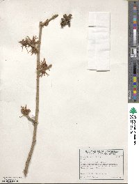 Hamamelis mollis image