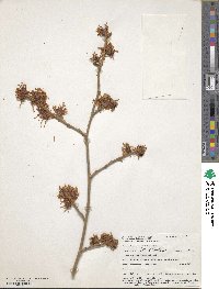 Hamamelis mollis image