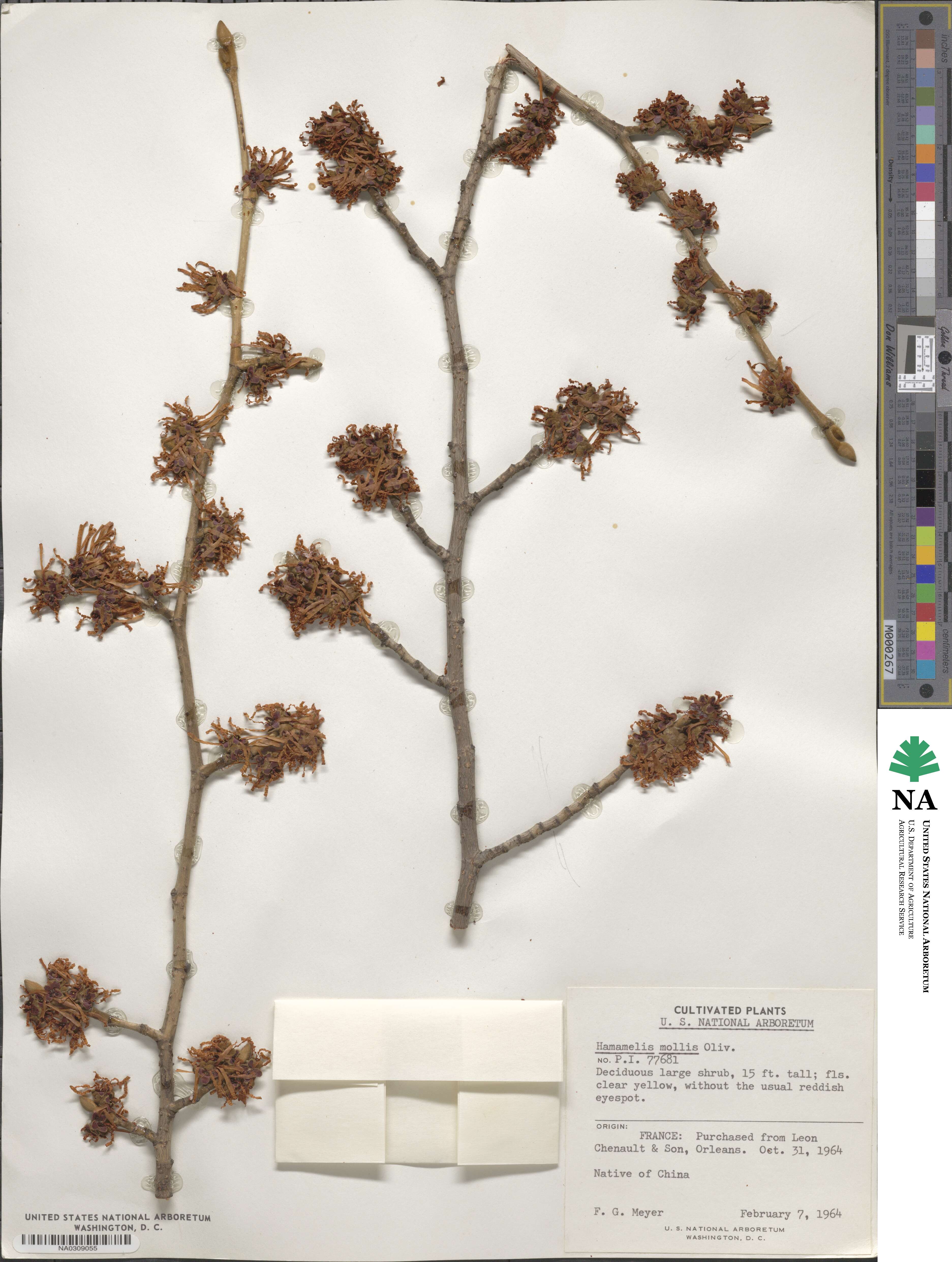 Hamamelis mollis image