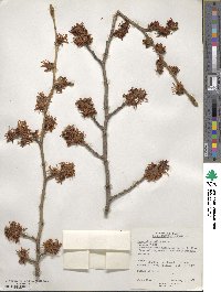 Hamamelis mollis image