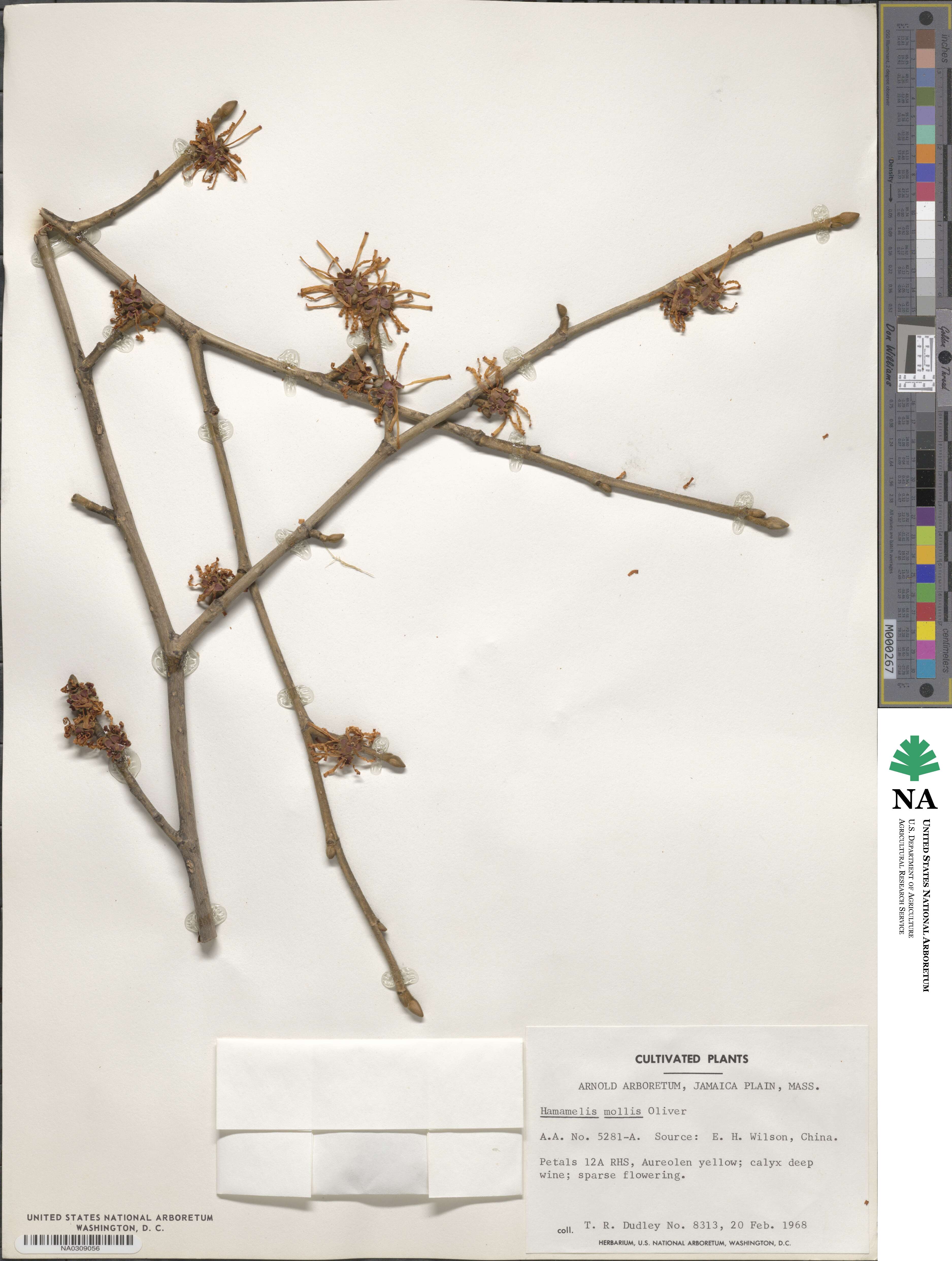 Hamamelis mollis image