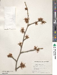 Hamamelis mollis image