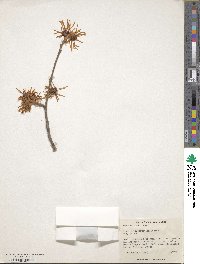 Hamamelis mollis image