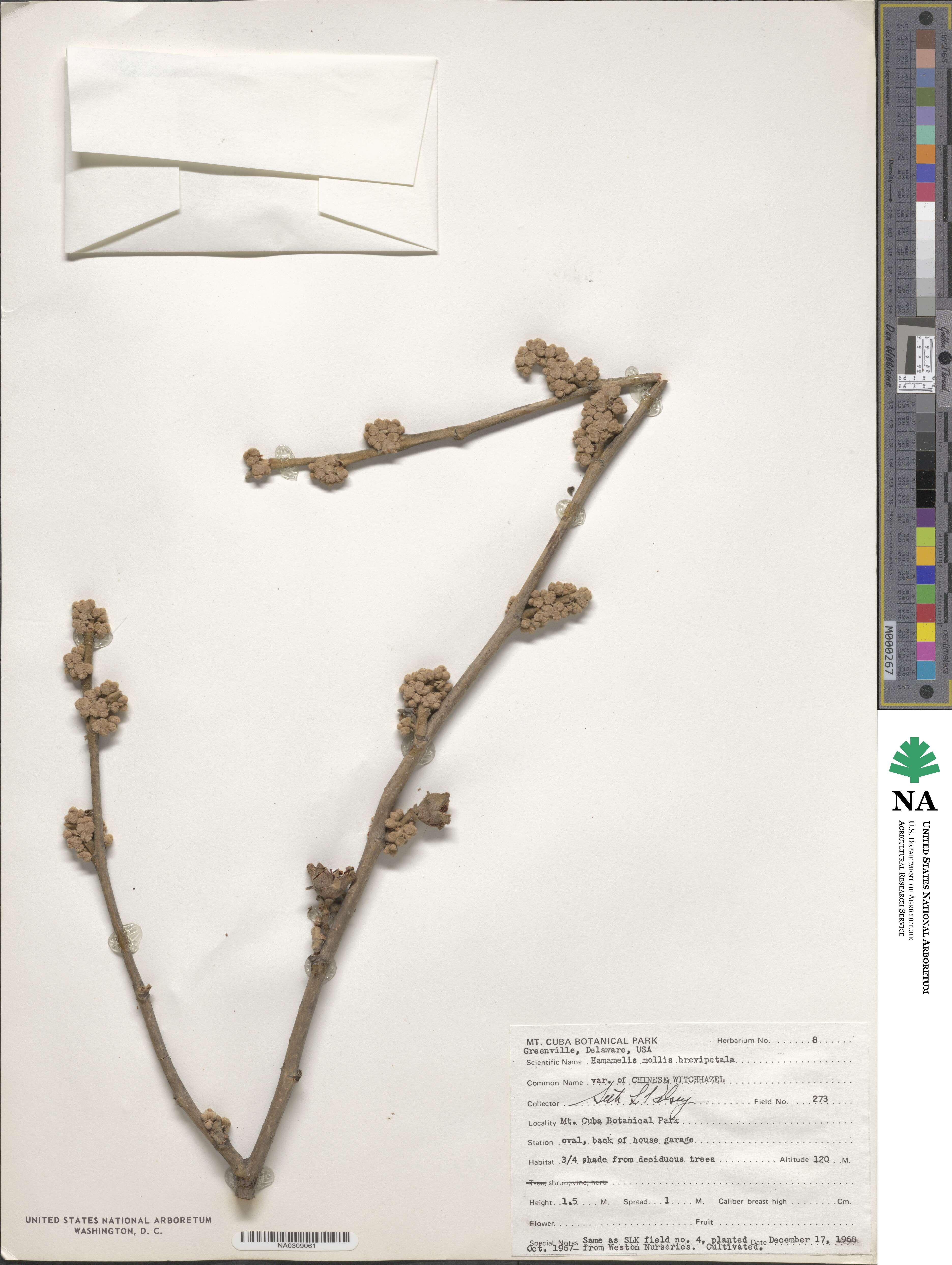 Hamamelis mollis image