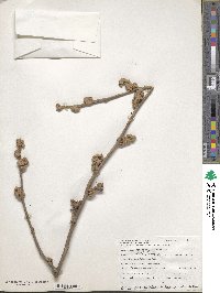 Hamamelis mollis image