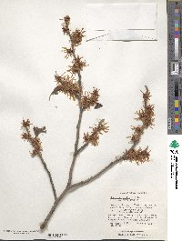 Hamamelis mollis image