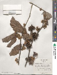 Hamamelis mollis image