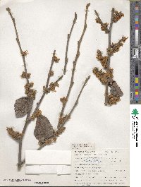 Hamamelis mollis image