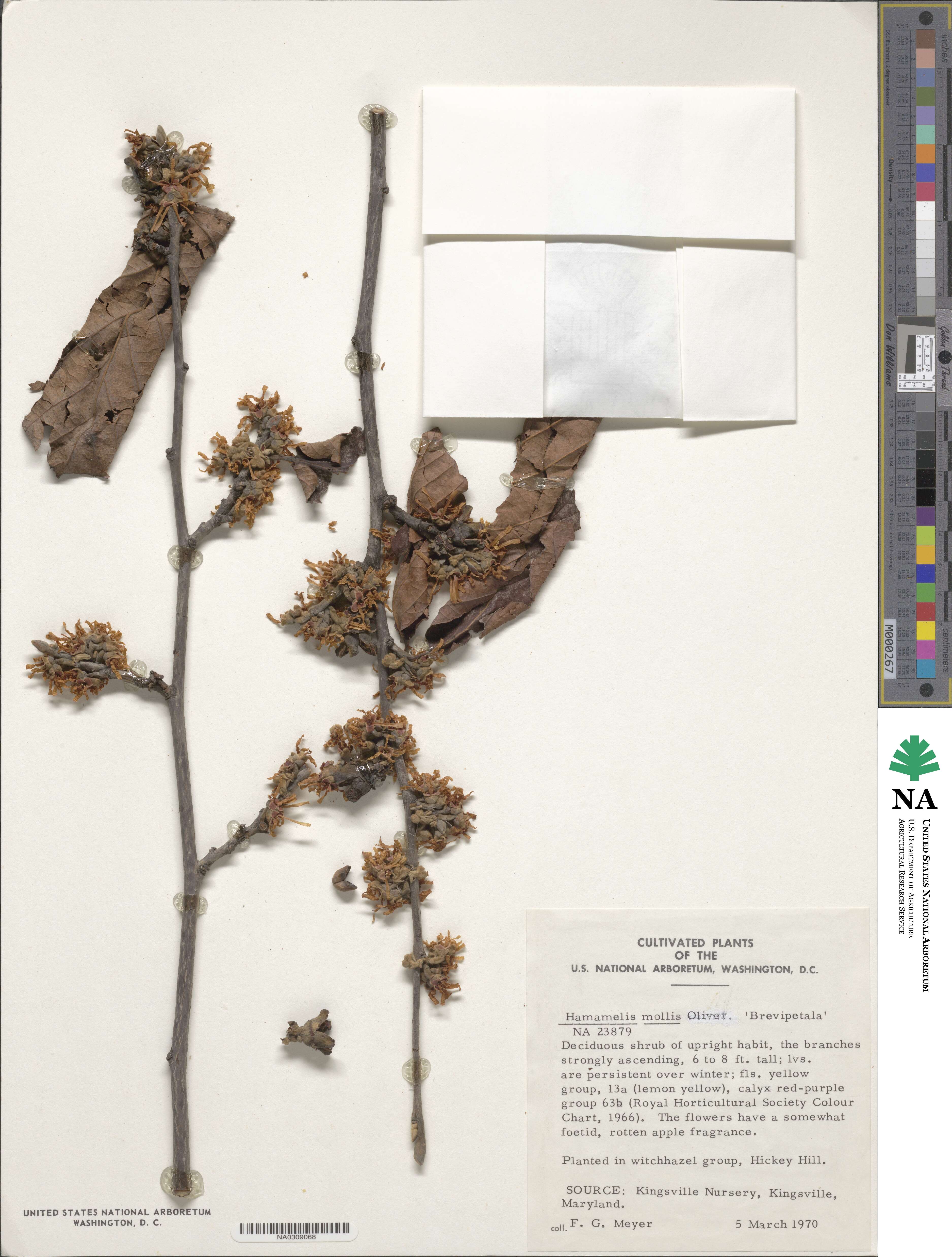 Hamamelis mollis image