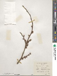 Hamamelis vernalis image