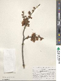 Hamamelis vernalis image