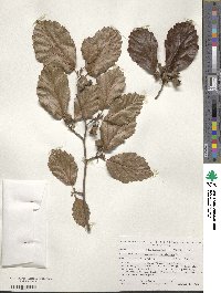 Hamamelis virginiana image