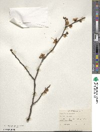 Hamamelis virginiana image