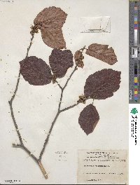 Hamamelis virginiana image