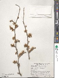 Hamamelis virginiana image