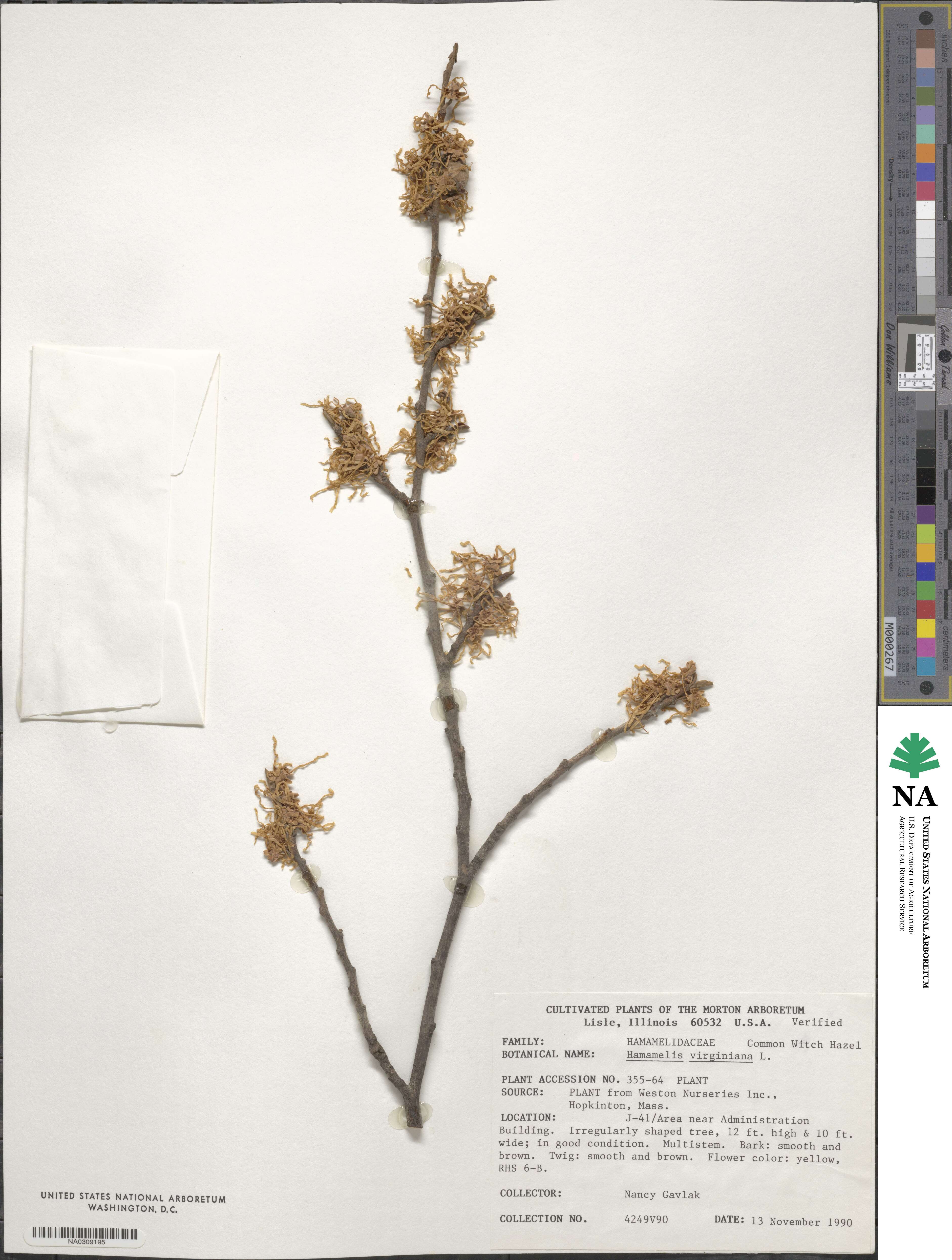 Hamamelis virginiana image