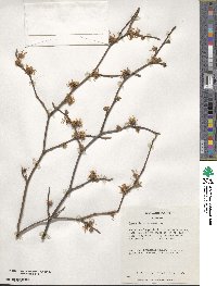 Hamamelis virginiana image