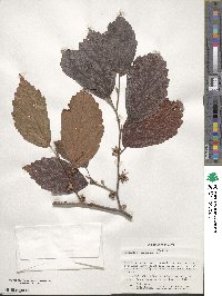 Hamamelis virginiana image