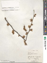 Hamamelis virginiana image