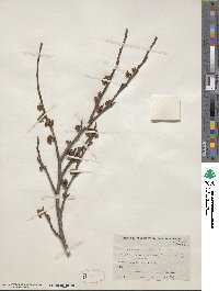 Hamamelis virginiana image